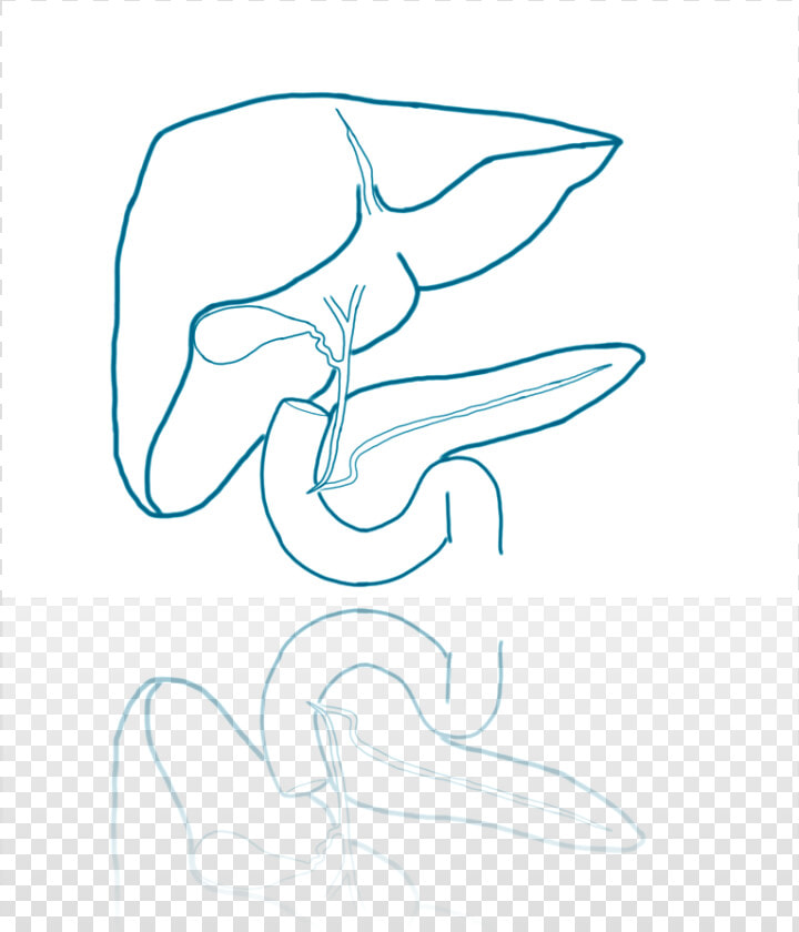 Surgeon Drawing Pancreas Png Transparent   Drawing  Png DownloadTransparent PNG