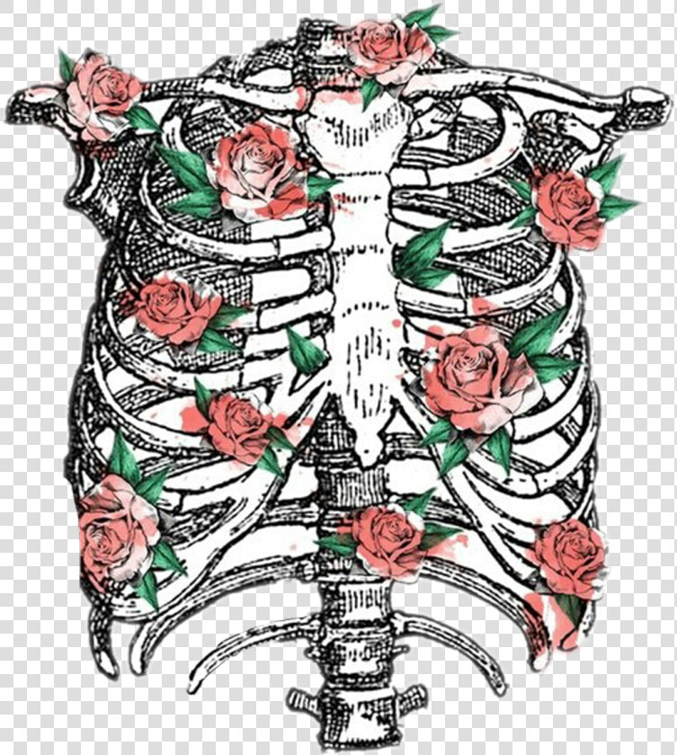 Rib Cage Transparent   Png Download   Rib Cage Transparent  Png DownloadTransparent PNG