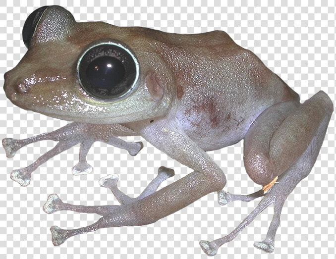 Puerto Rican Rock Frog   Eastern Spadefoot  HD Png DownloadTransparent PNG