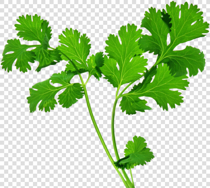 Celery Stalk   Transparent Background Herbs Png  Png DownloadTransparent PNG