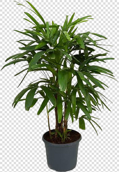 Picture Of Broad Lady Palm   Lady Palm  HD Png DownloadTransparent PNG