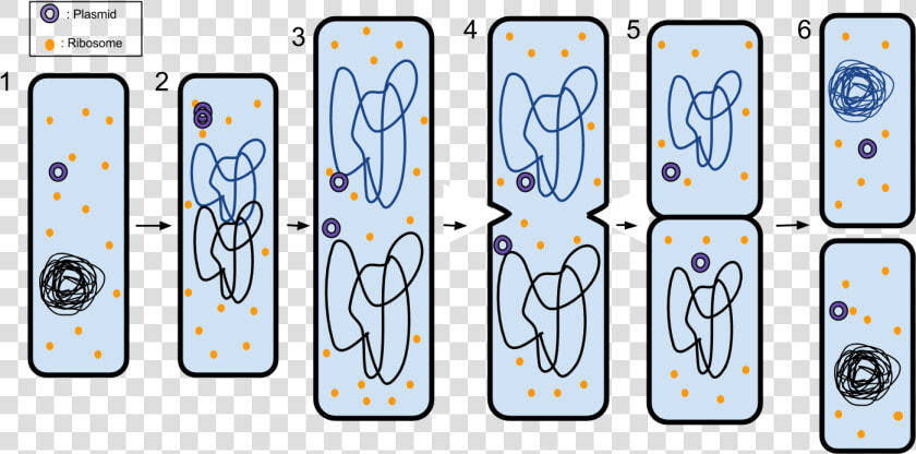 Binary Fission   6 Steps Of Binary Fission  HD Png DownloadTransparent PNG