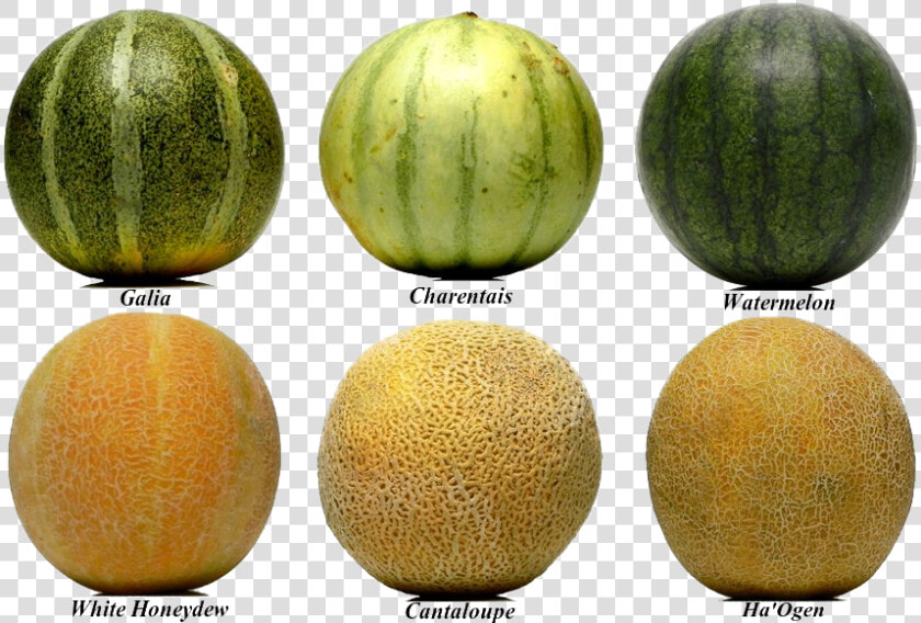 Honey Dew Melon Clipart Yellow Watermelon  HD Png DownloadTransparent PNG