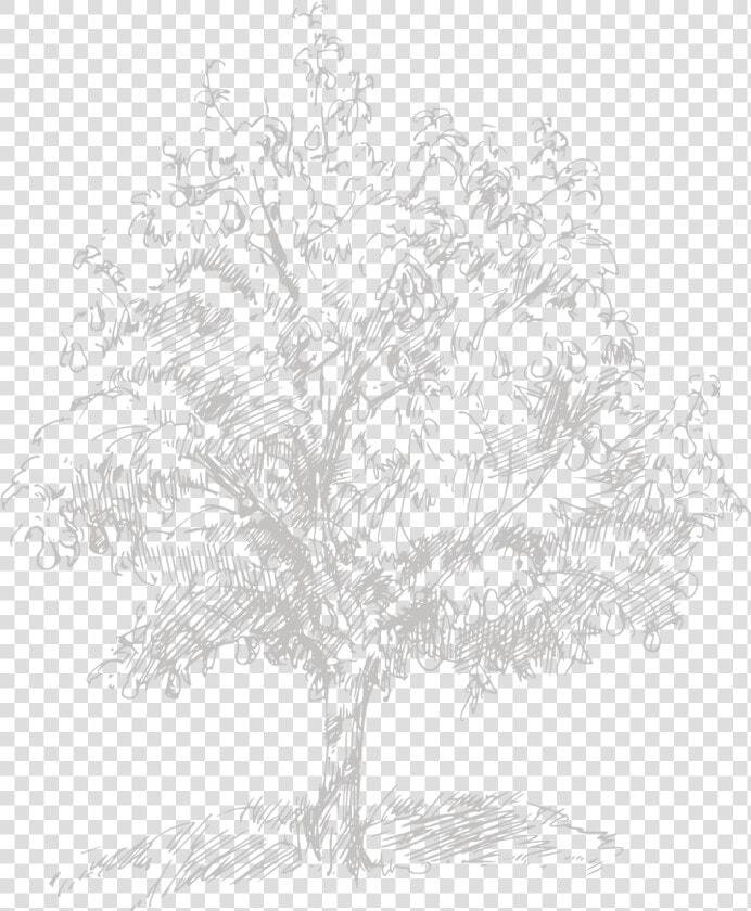 Loving Belgian Horticulture   Pond Pine  HD Png DownloadTransparent PNG