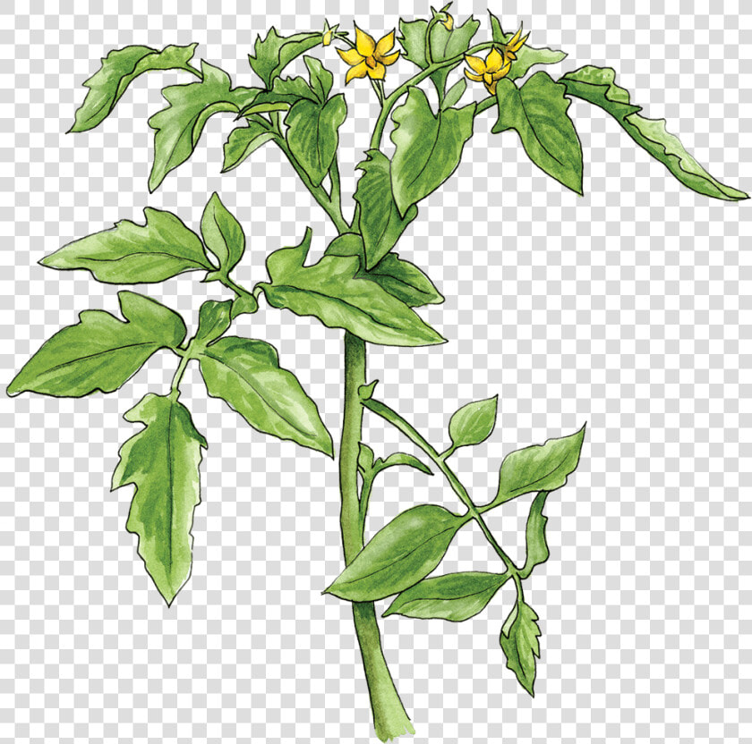 Illustration By Helen Krayenhoff   Tomato Plant Png Transparent  Png DownloadTransparent PNG