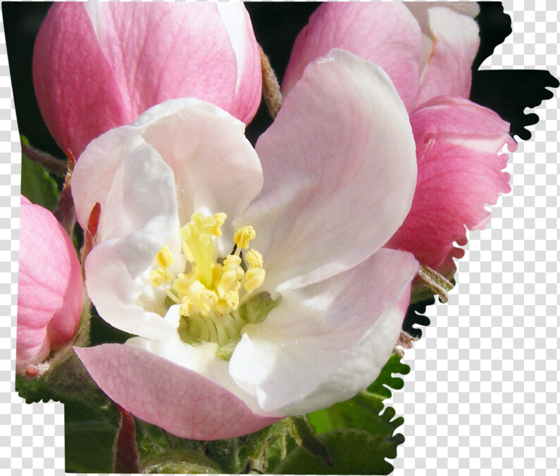 Arkansas   Rosa Rubiginosa  HD Png DownloadTransparent PNG