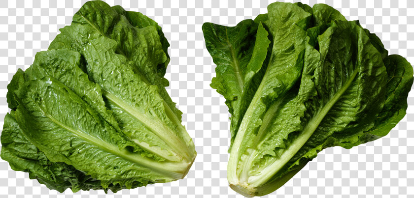 Download For Free Salad Png   Head Of Romaine Lettuce  Transparent PngTransparent PNG