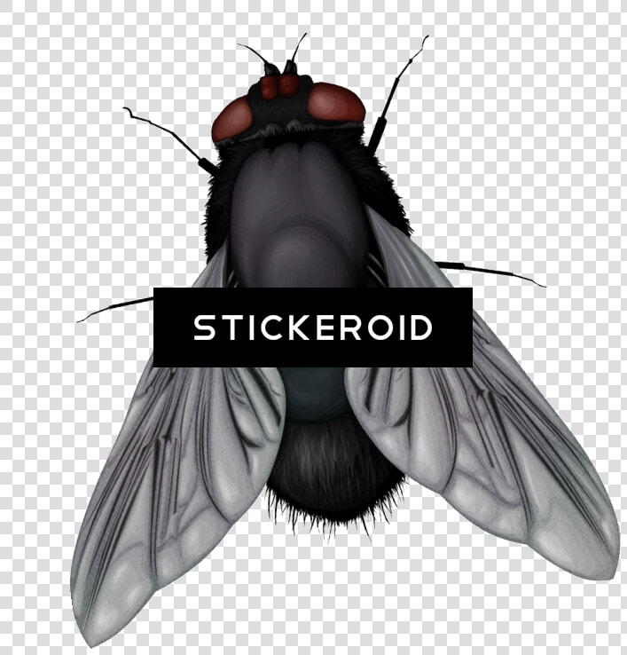 House Fly   Png Download   Fly Vector Png  Transparent PngTransparent PNG