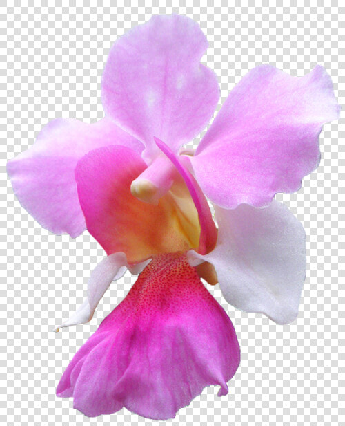 Orchid Transparent Flower   National Singapore Flower Vanda Miss Joaquim  HD Png DownloadTransparent PNG