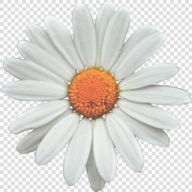 Common Daisy Flower Clip Art   Transparent Sunflower White Png  Png DownloadTransparent PNG