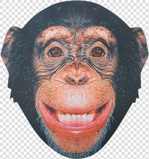 Chimp Face Png  Transparent PngTransparent PNG