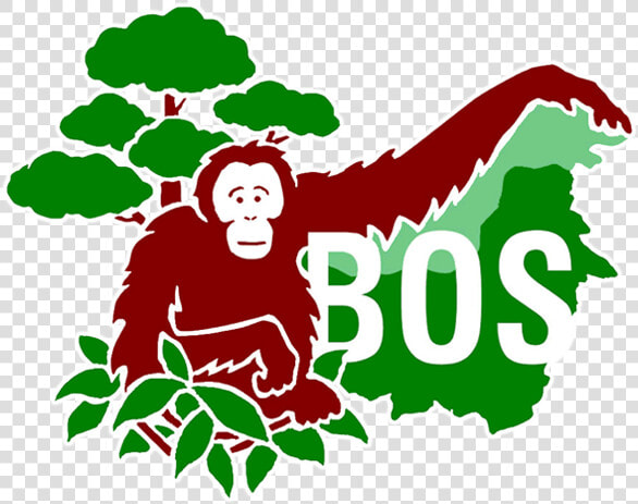 Borneo Orangutan Survival Foundation  HD Png DownloadTransparent PNG