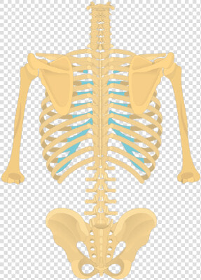 Posterior View Of The Vertebral Column And Rib Cage   Thoracic Vertebrae On Skeleton  HD Png DownloadTransparent PNG