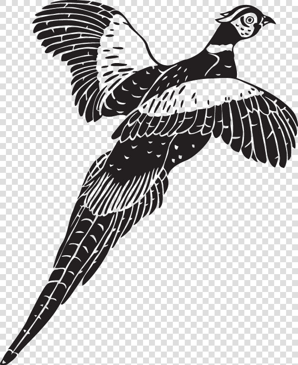 Flying Pheasant Clip Art  HD Png DownloadTransparent PNG