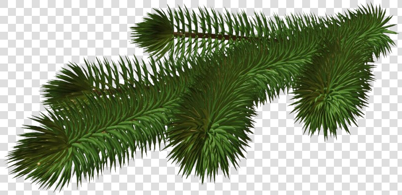 Pine Branch Png Hd   Pine Tree Branch Png  Transparent PngTransparent PNG