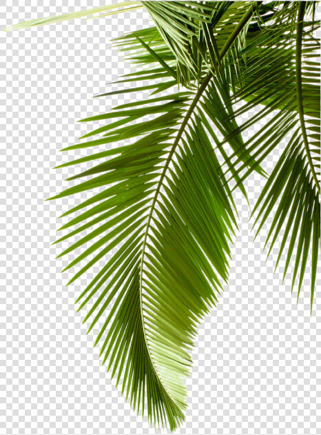 Plant Leaf Photography Tree Arecaceae Palm Leaves Clipart   Palm Leaf Transparent Background  HD Png DownloadTransparent PNG