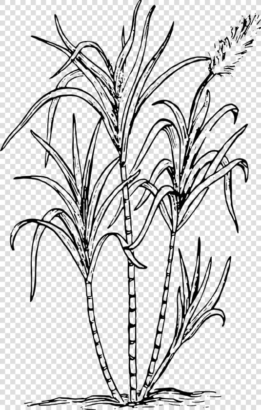 Sugar Cane   Sugar Cane Clipart Black And White  HD Png DownloadTransparent PNG