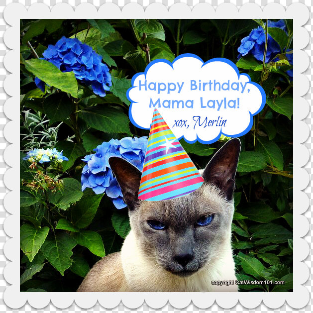 Birthday Cat Monday Merlin Surprise   Happy Dtac  HD Png DownloadTransparent PNG