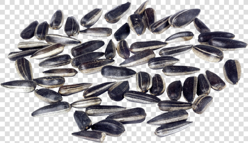 Sunflower Seeds Png Image   Seeds Sunflower Cartoon  Transparent PngTransparent PNG