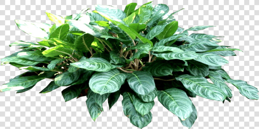 Philodendron Png  Transparent PngTransparent PNG