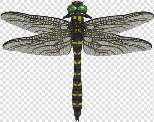 Banded Dragonfly Nh   Animal Crossing New Horizons Dragon Fly  HD Png DownloadTransparent PNG