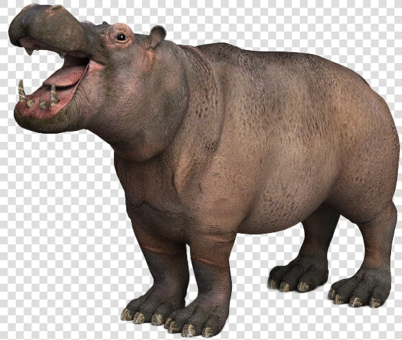 Hippopotamus Png Image   3d Modeling  Transparent PngTransparent PNG