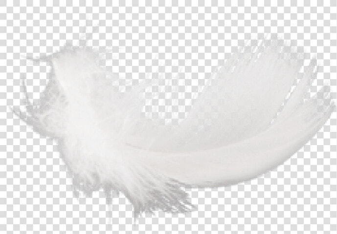 Free Png Feather Png Images Transparent   Macro Photography  Png DownloadTransparent PNG