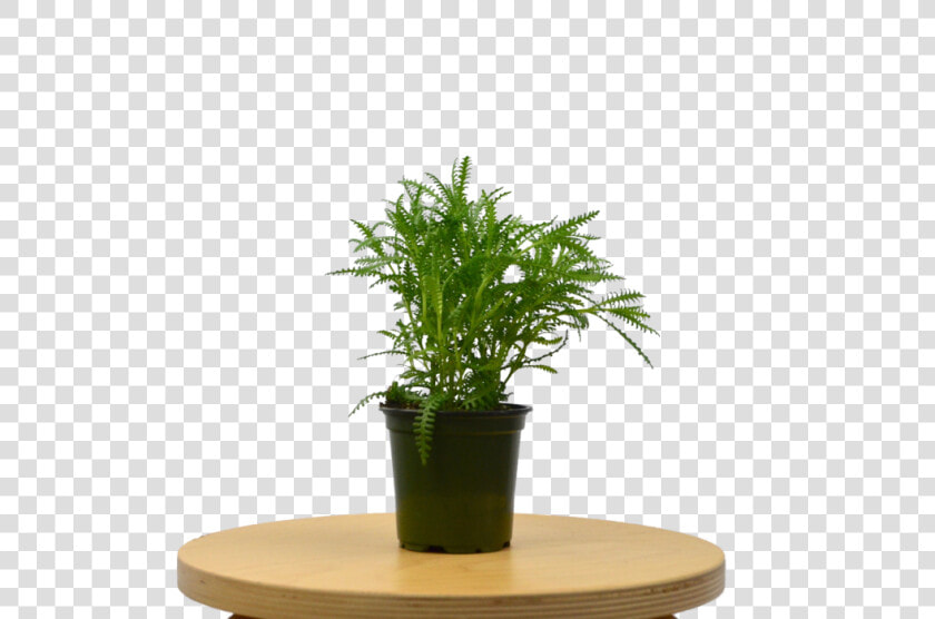 Lavender French   Houseplant  HD Png DownloadTransparent PNG