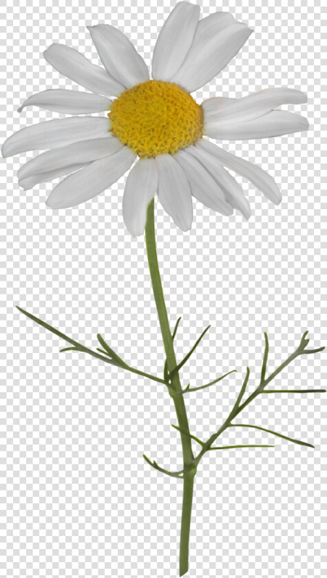 Camomile Png Transparent File   Camomile Png  Png DownloadTransparent PNG