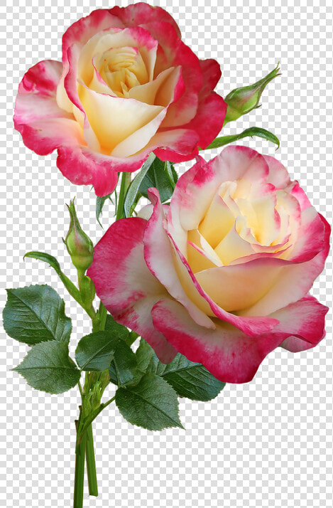 Roses Flowers Stems   Roses On Stem Transparent  HD Png DownloadTransparent PNG