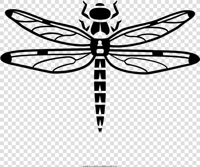 Dragonfly Coloring Page   Libelula Para Colorear  HD Png DownloadTransparent PNG