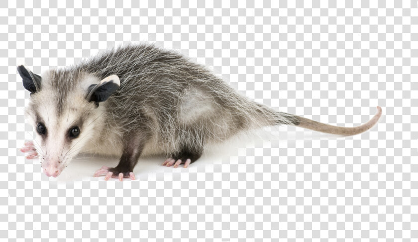 Get Rid Of Possums  HD Png DownloadTransparent PNG