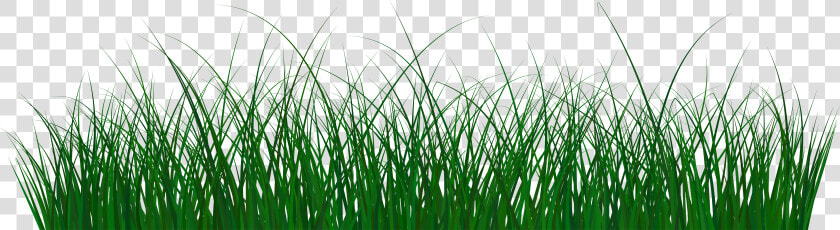 Grass Clipart Green Png   Sweet Grass  Transparent PngTransparent PNG