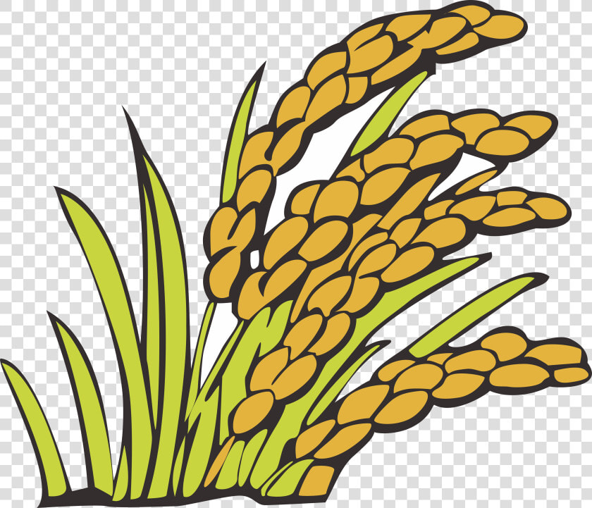 Wheat Clipart Bunga Padi   Kartun Padi Png  Transparent PngTransparent PNG