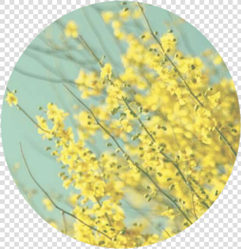  aestheticbackground  background  aesthetic   Pastel Light Yellow Yellow Aesthetic  HD Png DownloadTransparent PNG