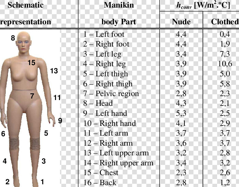 Heat Transfer Coefficient Human Body  HD Png DownloadTransparent PNG