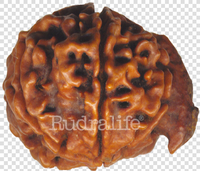 Ganesh Rudraksha Rudraksha   Ganesh Rudraksha  HD Png DownloadTransparent PNG