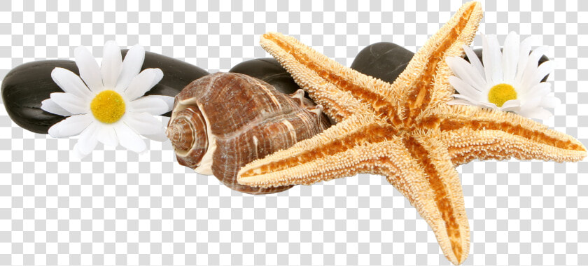 Starfish And Shells Png  Transparent PngTransparent PNG