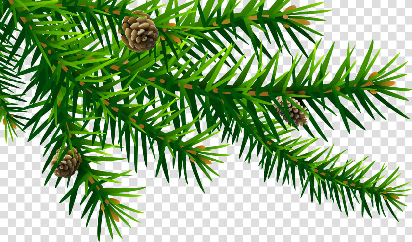 Spruce Branch Png   Pine Branch Clip Art  Transparent PngTransparent PNG