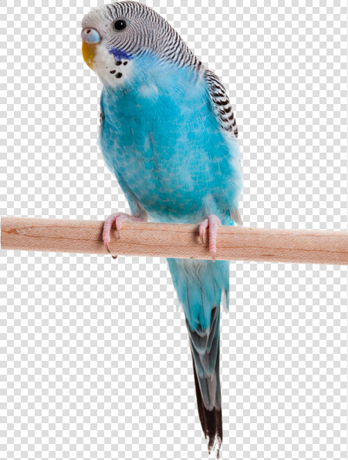 Blue Budgie  HD Png DownloadTransparent PNG