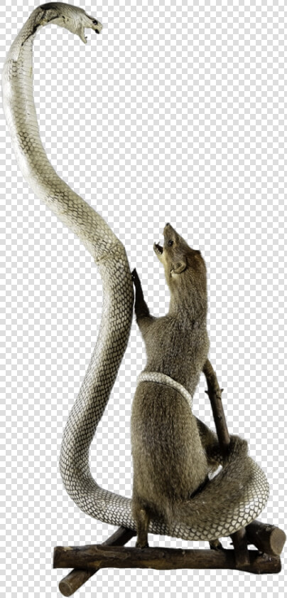 L1002723 Copy   Mongoose Vs Cobra Transparent  HD Png DownloadTransparent PNG