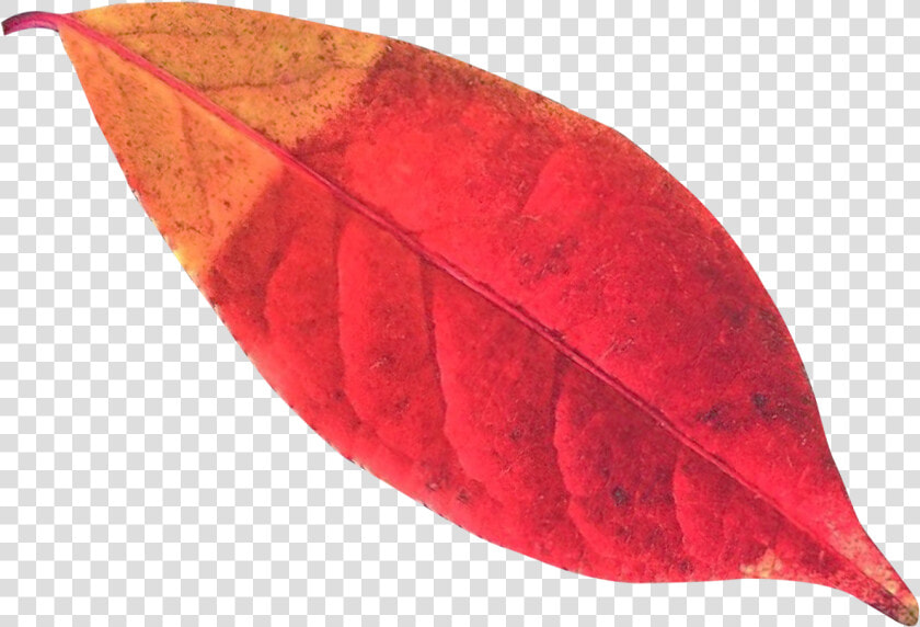 Pngpix   Pine Leaves Autumn Png  Transparent PngTransparent PNG