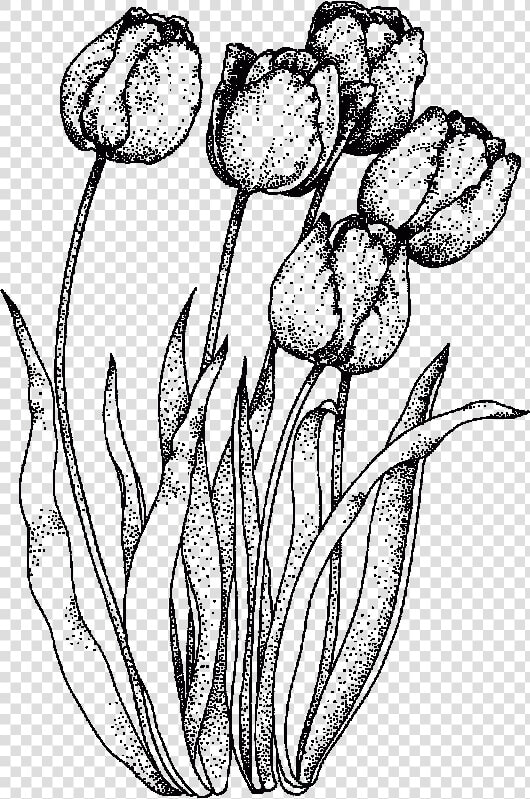 Pen Drawing Tulip   Realistic Tulip Coloring Pages  HD Png DownloadTransparent PNG