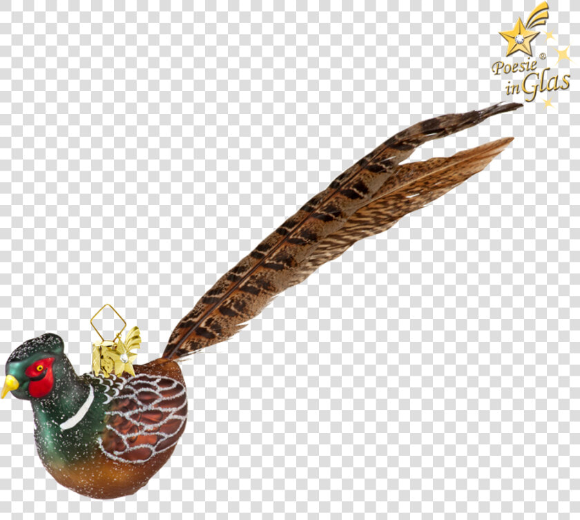 Pheasant   Turkey  HD Png DownloadTransparent PNG