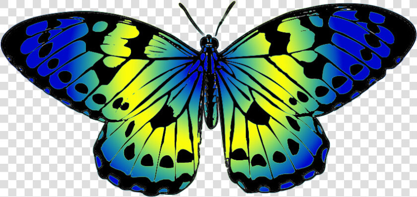 Blue And Yellow Butterfly Clip Art   Plain Tiger Butterfly Drawing  HD Png DownloadTransparent PNG