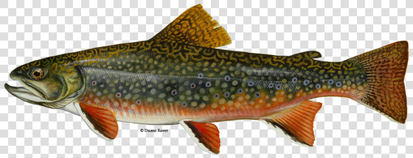 Illustration Of A Brook Trout   New Jersey State Fish  HD Png DownloadTransparent PNG