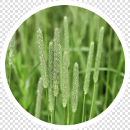 Timothy Grass  HD Png DownloadTransparent PNG