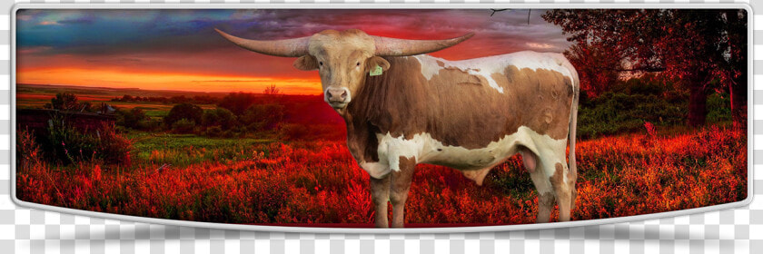 Lutt Longhorns Sale Banner Image   Texas Longhorn  HD Png DownloadTransparent PNG