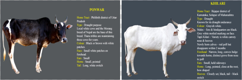 Picture   Cow Information In Kannada  HD Png DownloadTransparent PNG