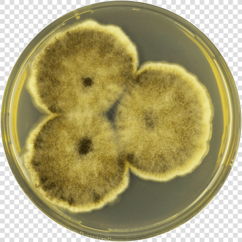 Aspergillus Brunneoviolaceus Cya   Snack  HD Png DownloadTransparent PNG